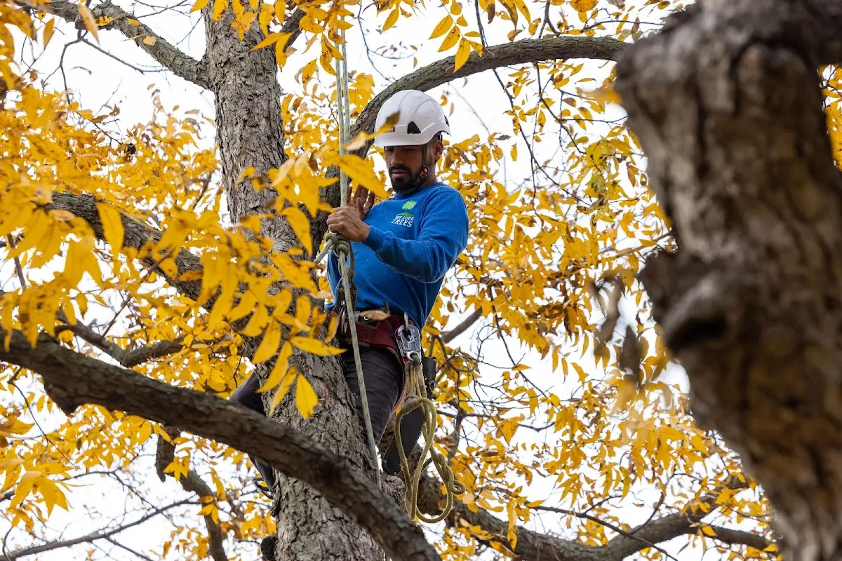 Skilled Tree Trimming crew working in Blue Rapids